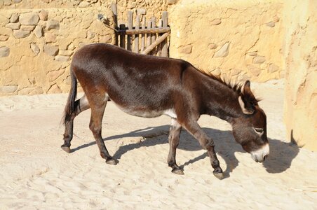 Donkey animal beast of burden photo