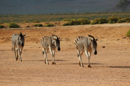 Aquila gaming resort zebra wild animals photo