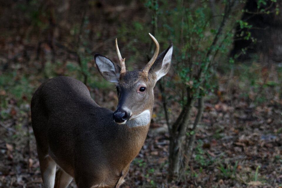 White-tailed wildlife forest photo