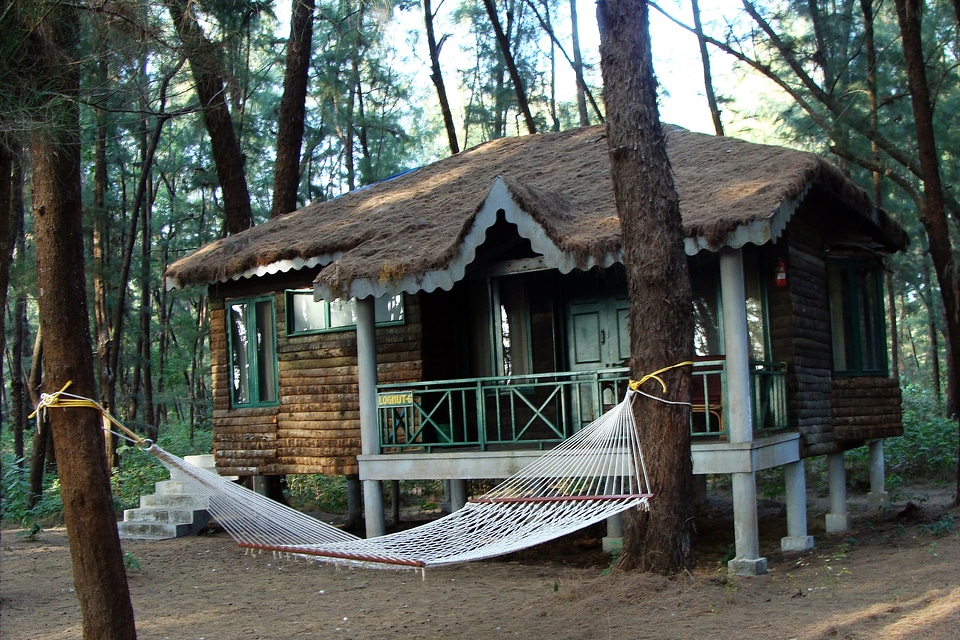 Slanted roof forest casuarina
