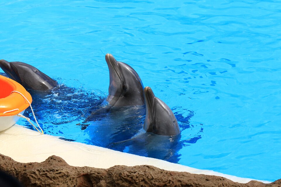 Loro park aquarium tenerife