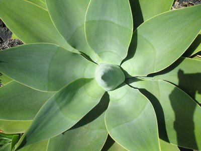 Plant close up canary islands