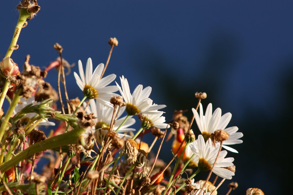 White flowers marguerite daisies