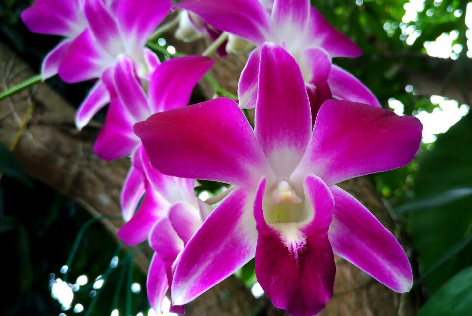 Flowers orchid Free photos