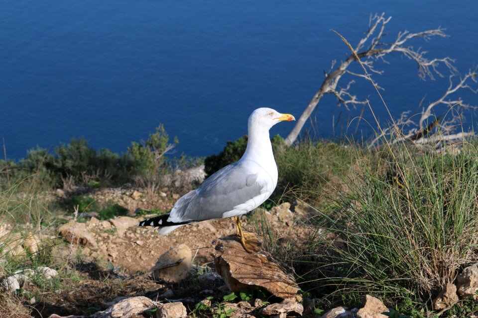 Seagull bird animal world