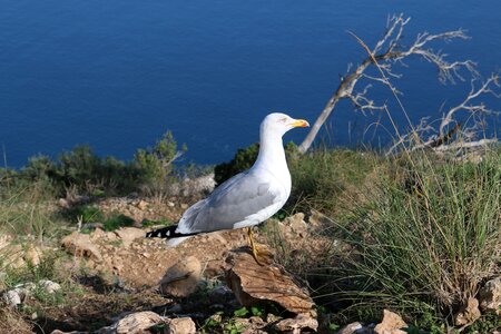 Seagull bird animal world