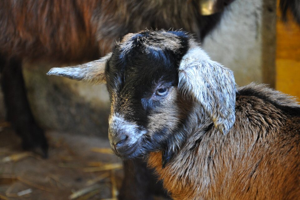 Animal goat's head domestic goat