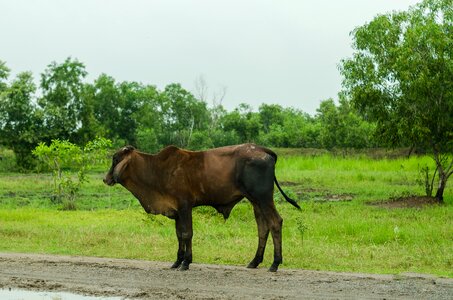 Farming farm animal photo