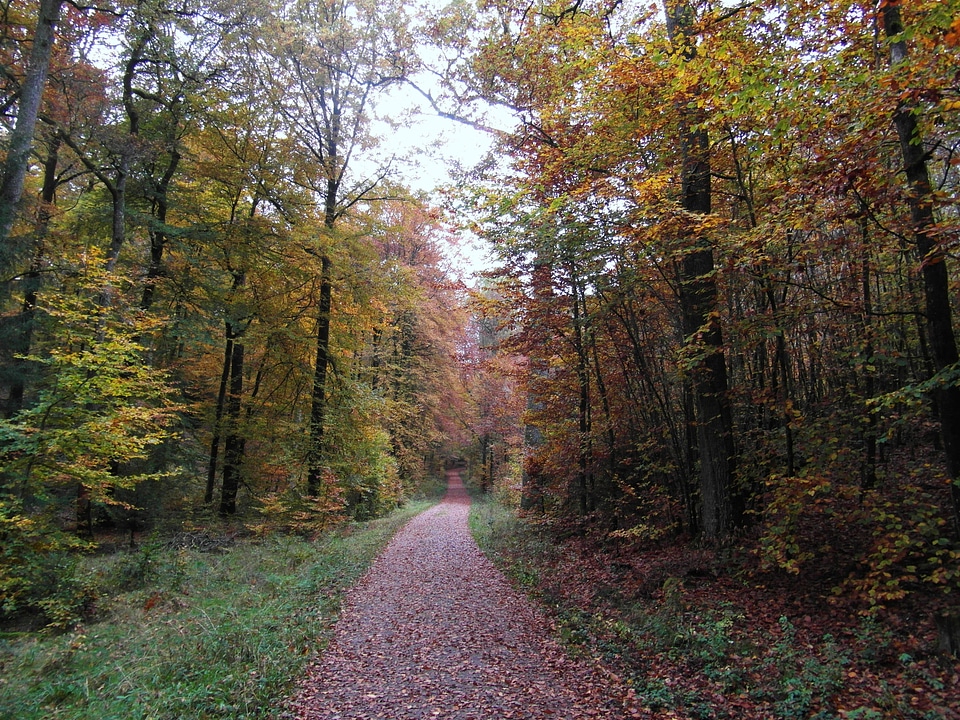 Landscape mood fall color