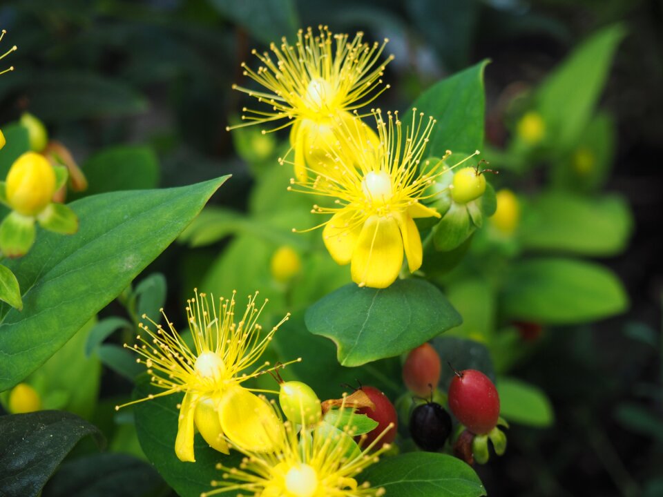 Yellow flower plant spring
