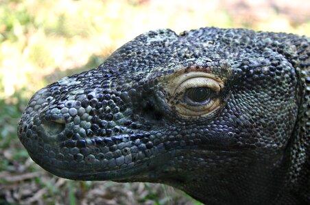 Predator monitor