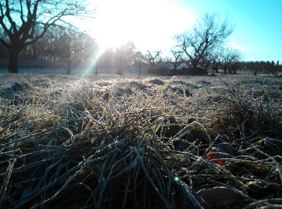 Grass winter morning