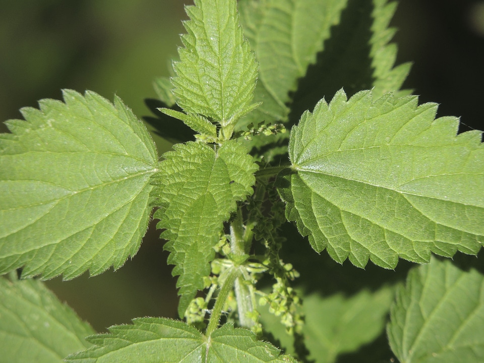 Plant nature weed