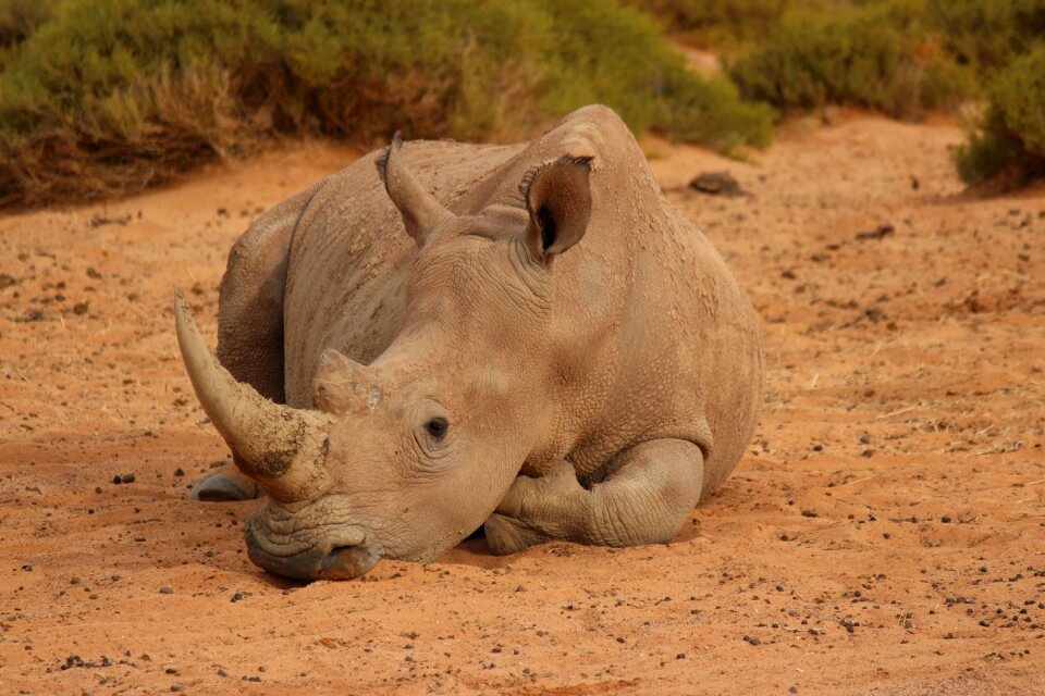 Body kits wild animals big five