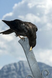 Chough flying feather