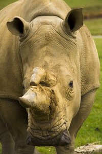 Rhinoceros horn photo