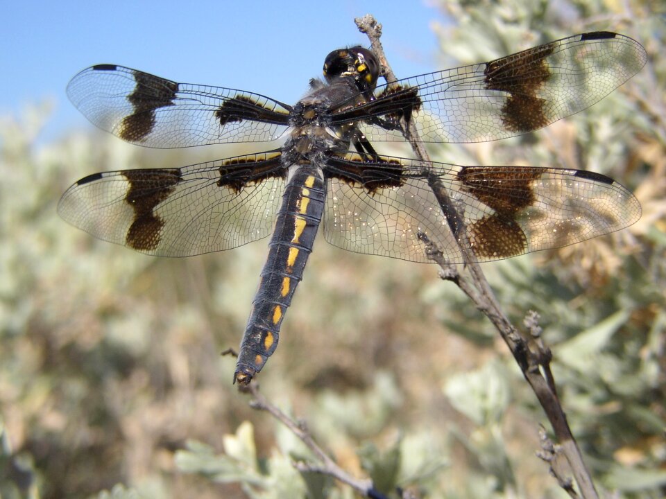 Yakima desert insect