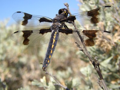 Yakima desert insect