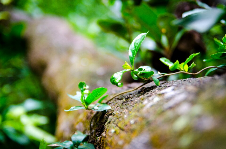 Natural close-up vietnam photo