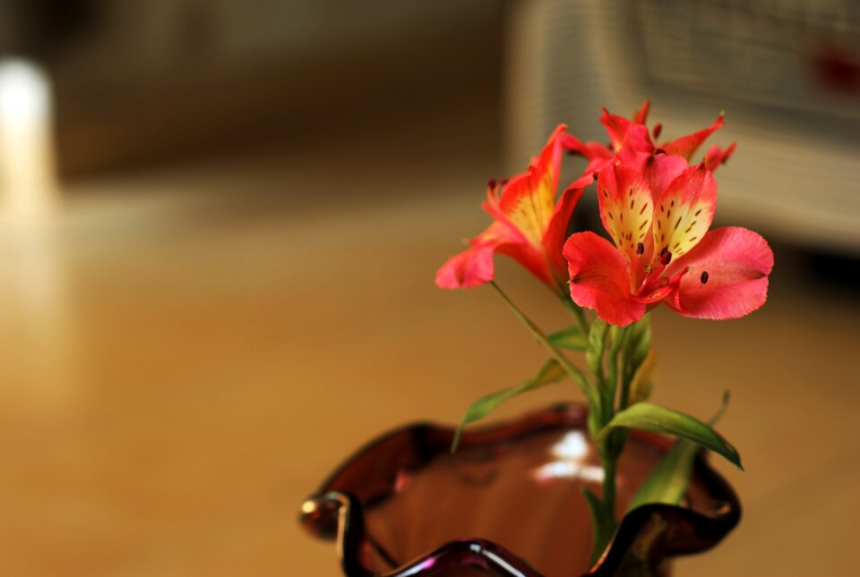 Beauty blossom decoration