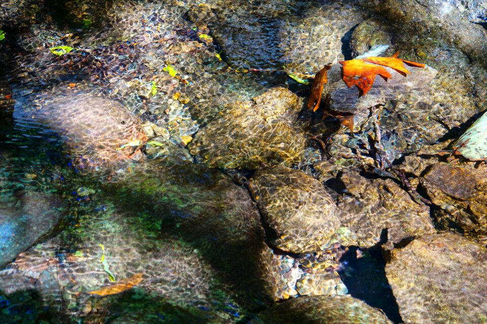 Purity fish leaves