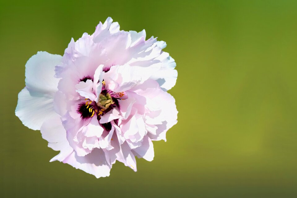 Peony summer summer flower