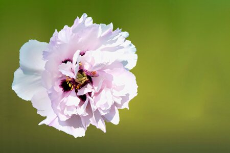 Peony summer summer flower
