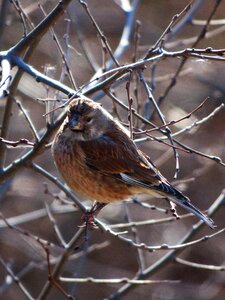 Branch cold bird photo