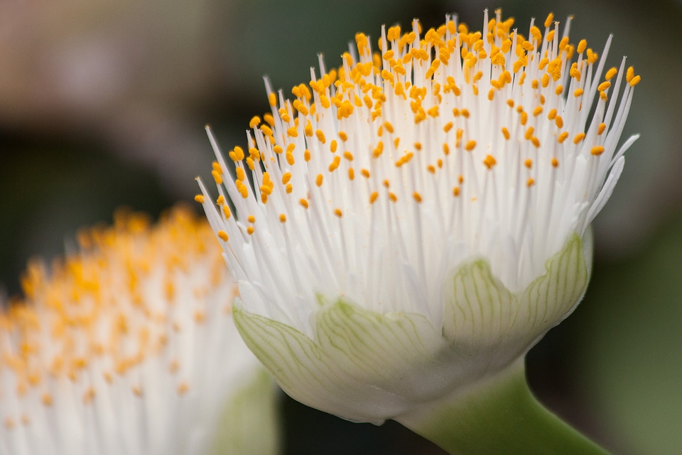 Yellow haemanthus albiflos cape