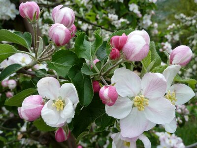 Bloom nature apple tree
