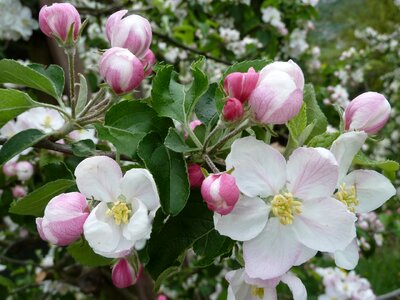 Bloom nature apple tree photo