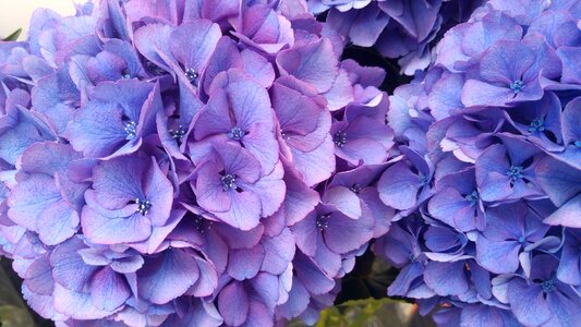 Garden blue petals flower photo