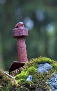 Forest stone moss