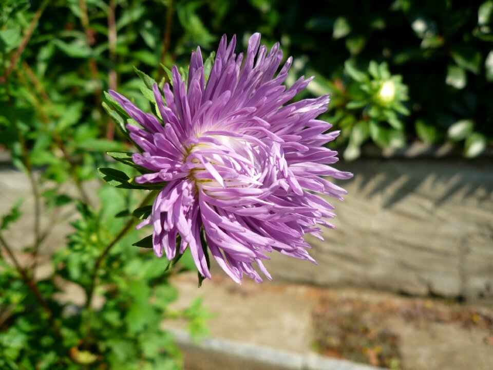 Beauty purple flowers chrisantema