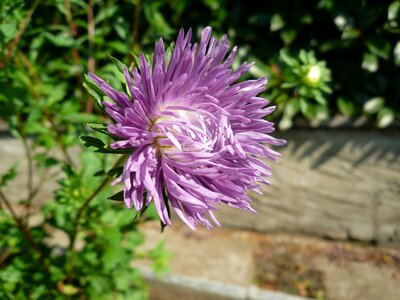 Beauty purple flowers chrisantema