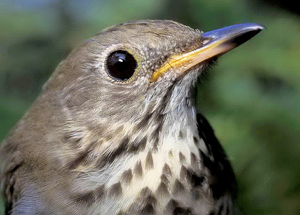 Close up wildlife feathers