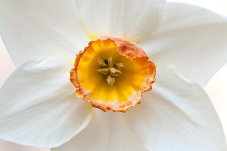 Daffodil flower macro photo