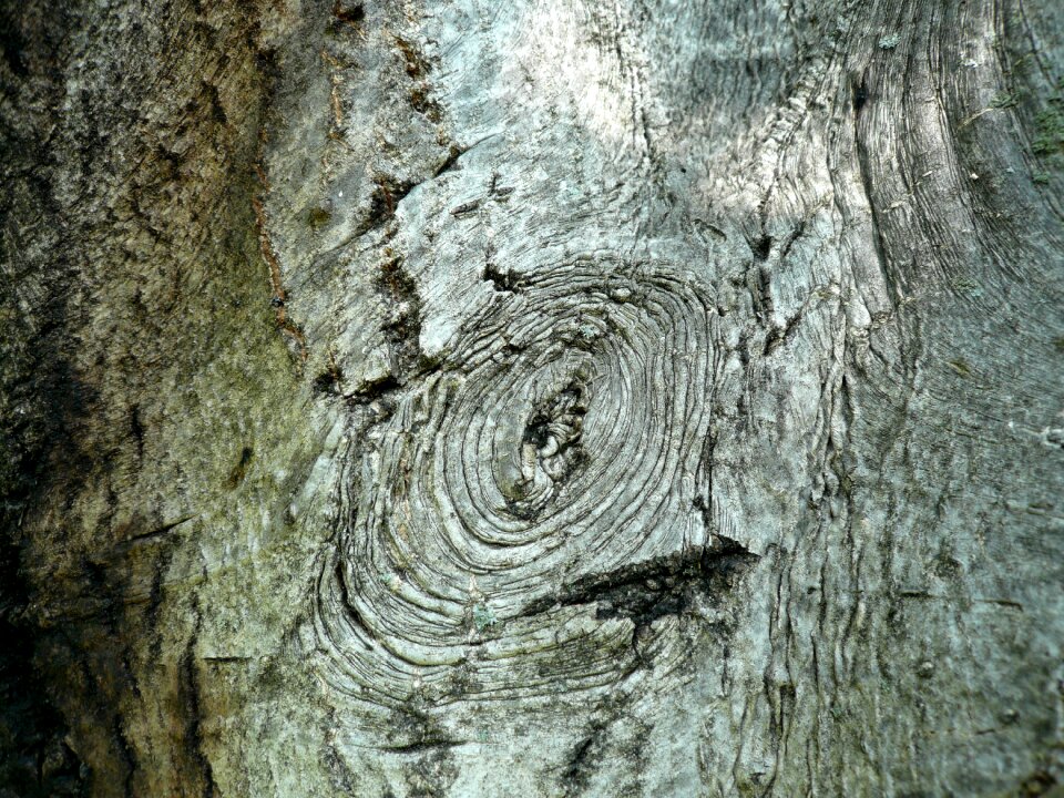 Walnut nature detail