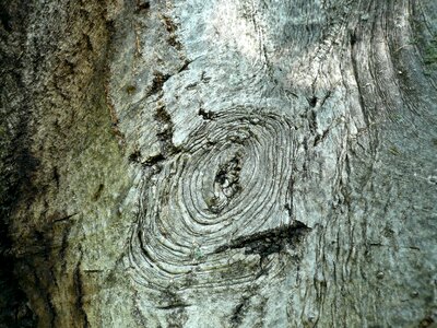 Walnut nature detail