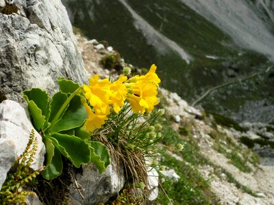 Bloom alpine plant primula auricula