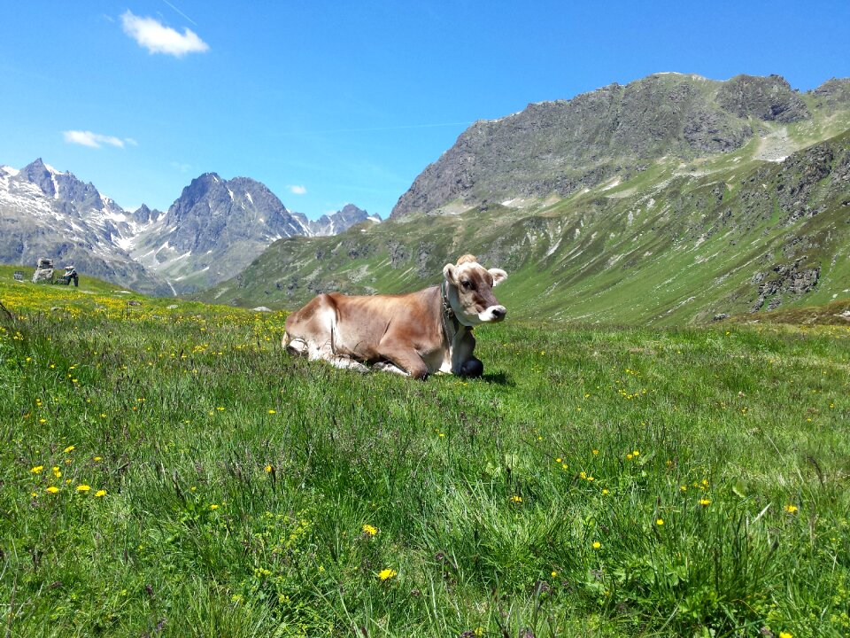 Mountains alphabet mountain cow