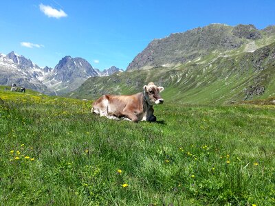 Mountains alphabet mountain cow