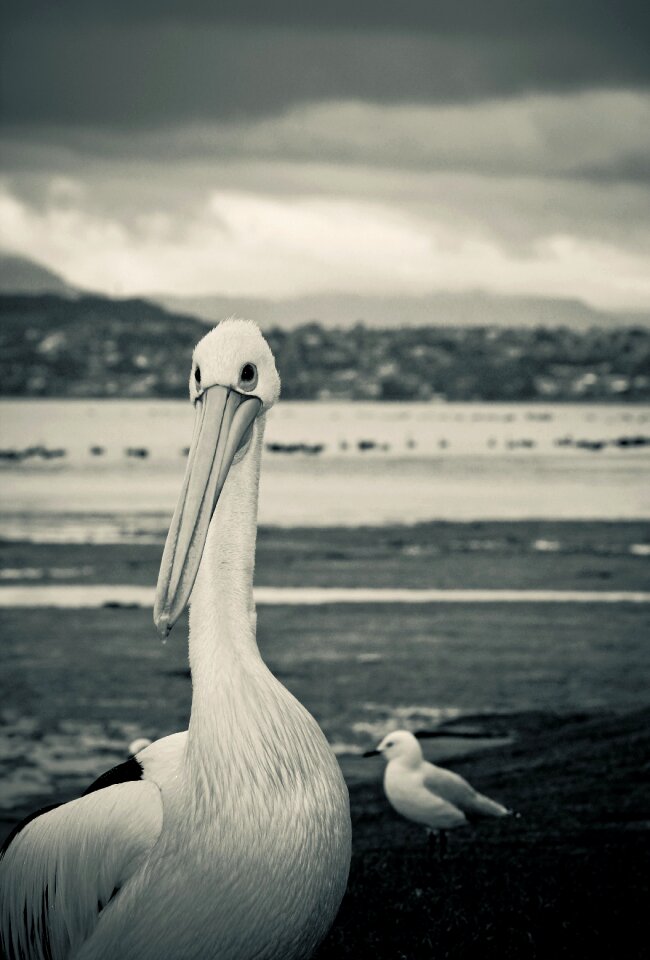 Wollongong lakeillawarra blackandwhite