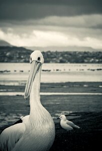 Wollongong lakeillawarra blackandwhite