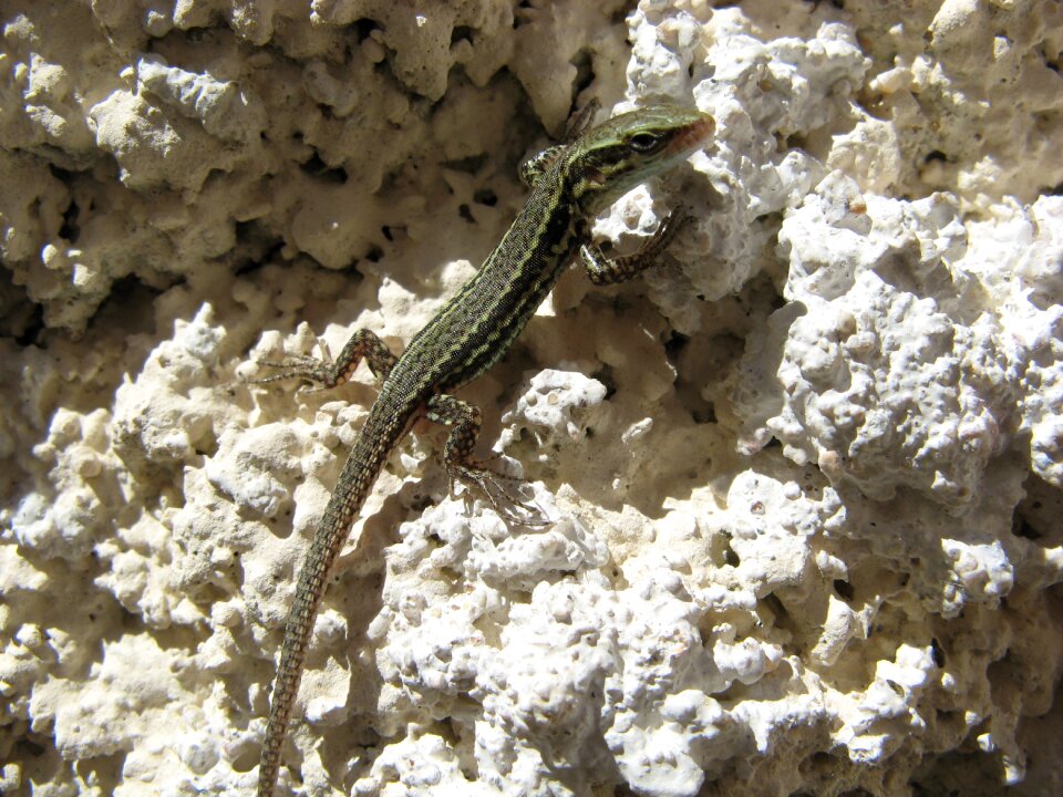 Lizard chatel censoir france