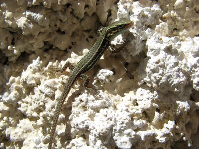 Lizard chatel censoir france