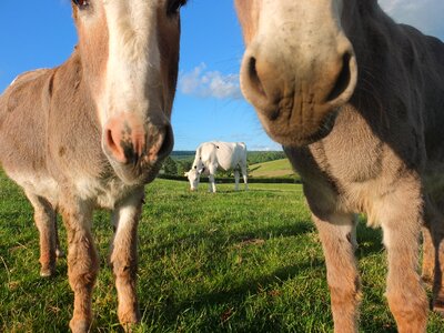 Animal nature livestock photo