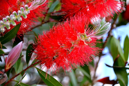 Flora botany nature