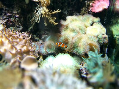 Aquarium fishtank corals photo