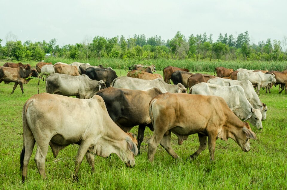 Farm farming landscape